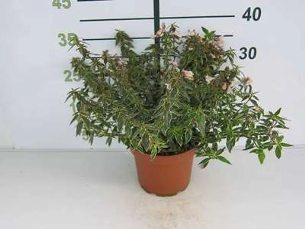 Abélia Lucky Lots pour terrasse et balcon arbuste en pot 25-30 cm