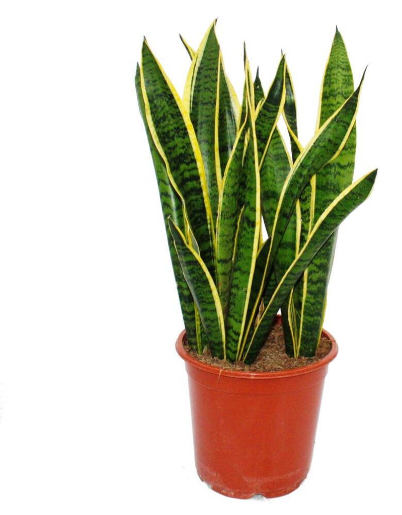 Sansevieria laurentii - Bogenhanf - kompakt mit kräftigen Produktbild 
