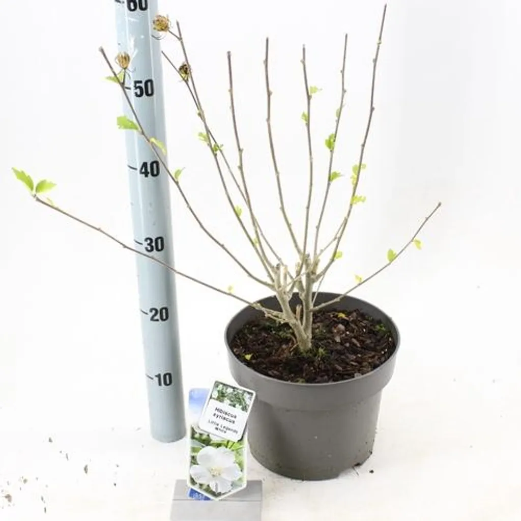 Hibiscus blanc résistant au gel Little Legends White 40-45 cm en pot