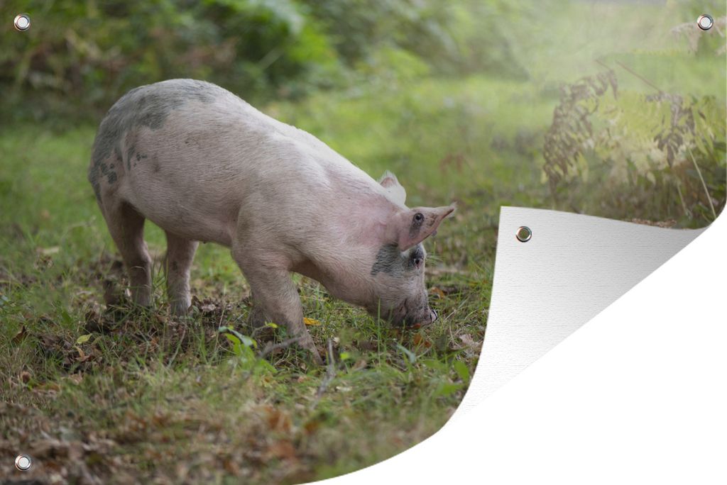 MuchoWow 60x40 cm Outdoor-Poster Gartendeko Sichtschutz Garten Poster für den Garten Schwein - Wald - Gras