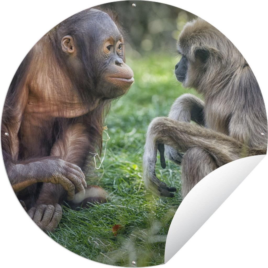 MuchoWow Gartenposter Outdoor-Poster Rund Affen - Tiere - Familie Ø 90 cm Gartendeko Rundes Poster draußen