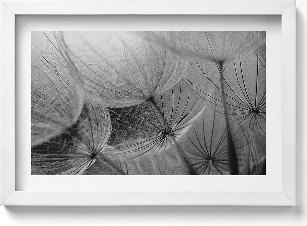 Weiß-weiße Nahaufnahme einer Schmeißfliege– Wandbild mit Rahmen – Gerahmtes Bild – Wanddekoration – 30x20 cm – Weiß Rahmen