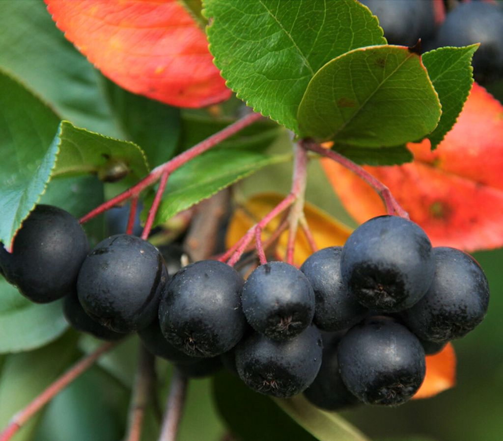 Dehner Schwarze Apfelbeere Nero, Aronia melanocarpa, ca. Produktbild 