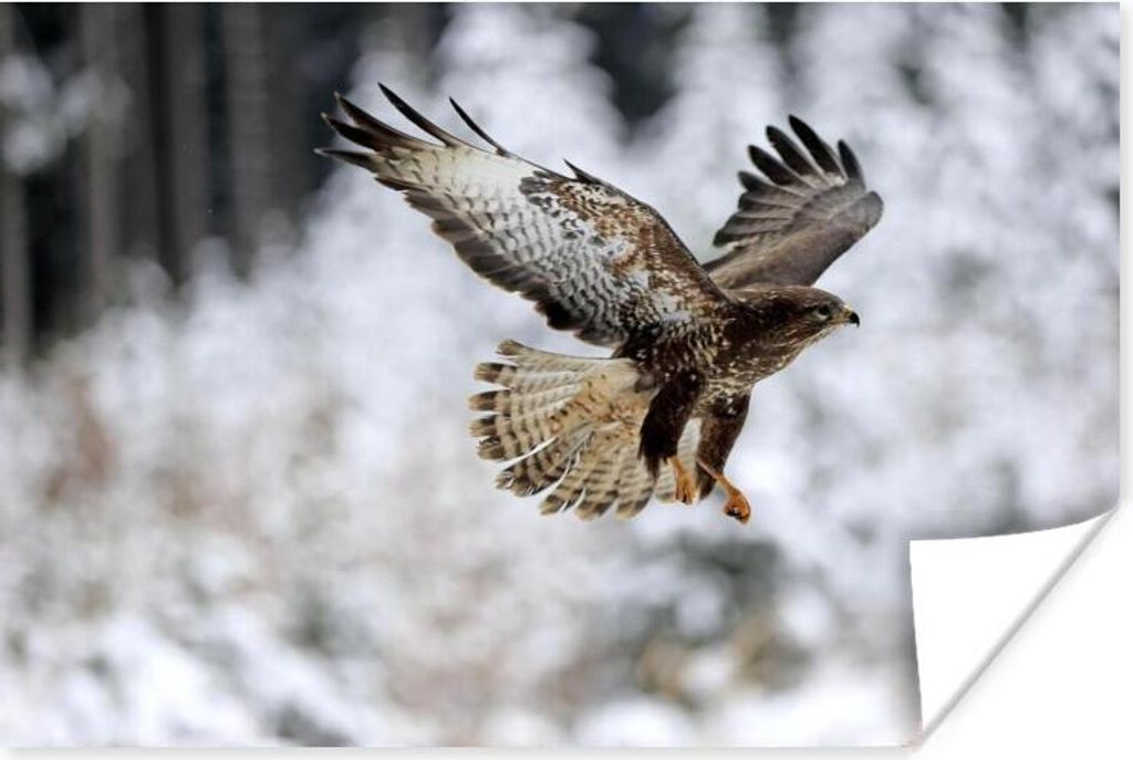 MuchoWow Poster Steppenbussard fliegt in einer verschneiten Landschaft im Winter 180x120 cm - Fotoplakat