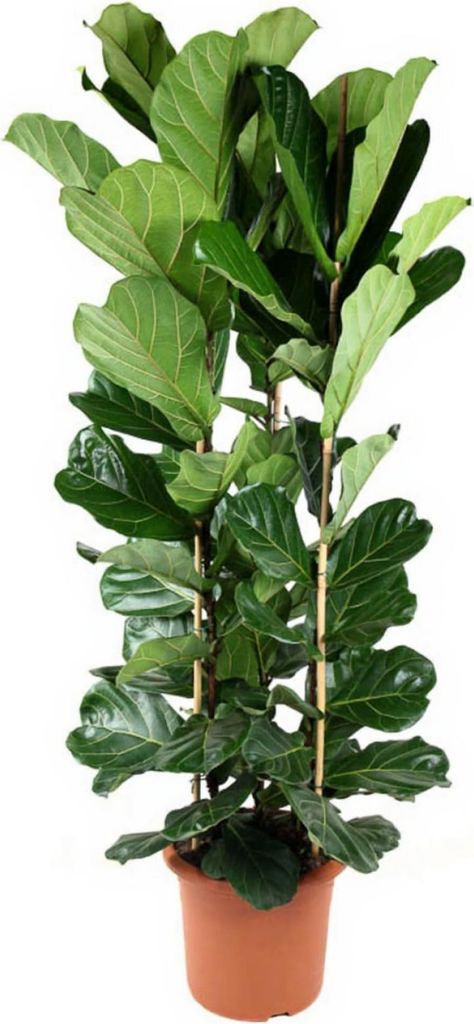 Geigenfeige Ficus Lyrata 3pp - 34 cm Topf, 120 cm Höhe