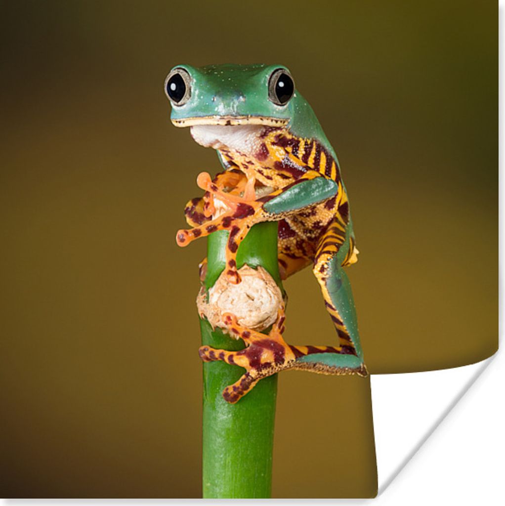 MuchoWow Poster Frosch auf grüner Pflanze, Nahaufnahme 100x100 cm - Babyzimmer