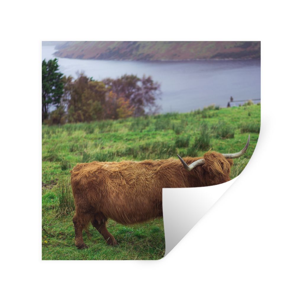 MuchoWow Wandtattoo Wandsticker Wandaufkleber Schottische Highlander - Gras - Wasser - Tiere 30x30 cm Selbstklebend und Repositionierbar - Reposi...