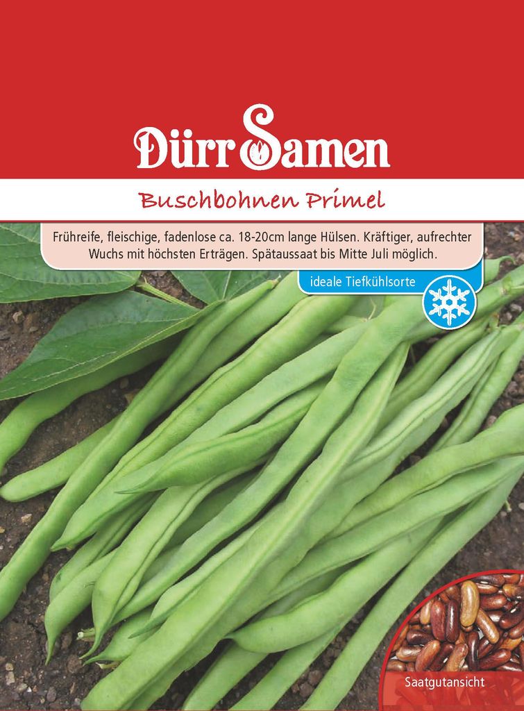 Buschbohne Primel | Buschbohnensamen von Dürr Samen Produktbild 