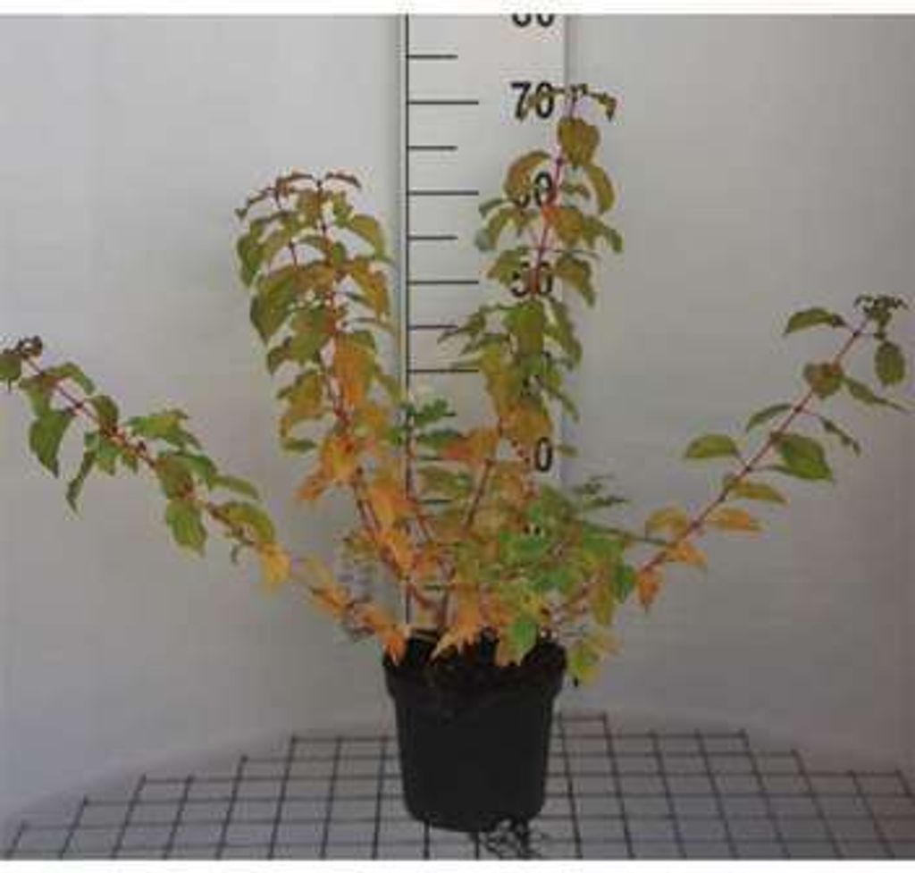 Cornus sang. 'Winter Beauty' ( 'w. flame') - Hartriegel 40- 60 cm Container