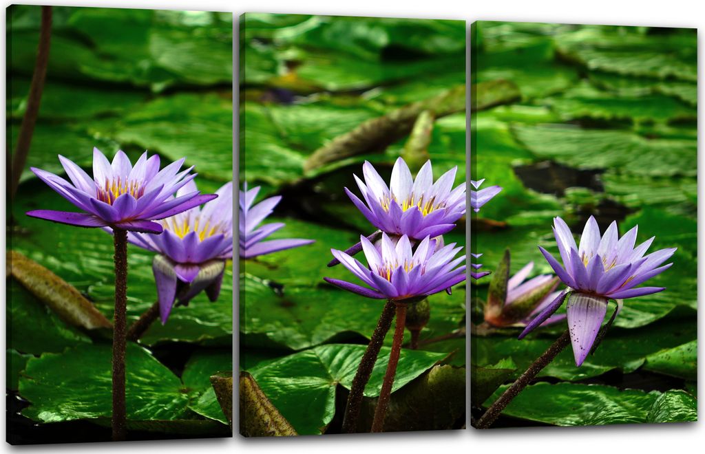 Leinwandbild 3-teilig (120x80cm): Wasser-Lilien Wasser-Rosen Teich lila Blätter gelbe Blüten, echter Holz-Keilrahmen inkl. Aufhänger, handgefert...