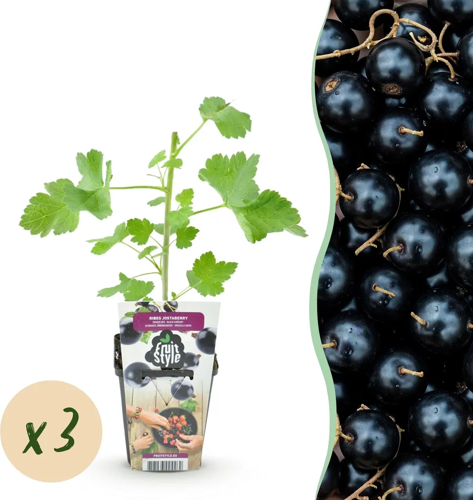 Groseillier Josta hybride aromatique lot de 3 arbustes fruitiers 9cm