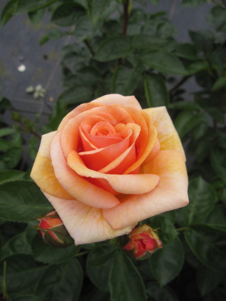 Rosa Circle of Life - Strauchrose Circle of Life - Tantau Rose