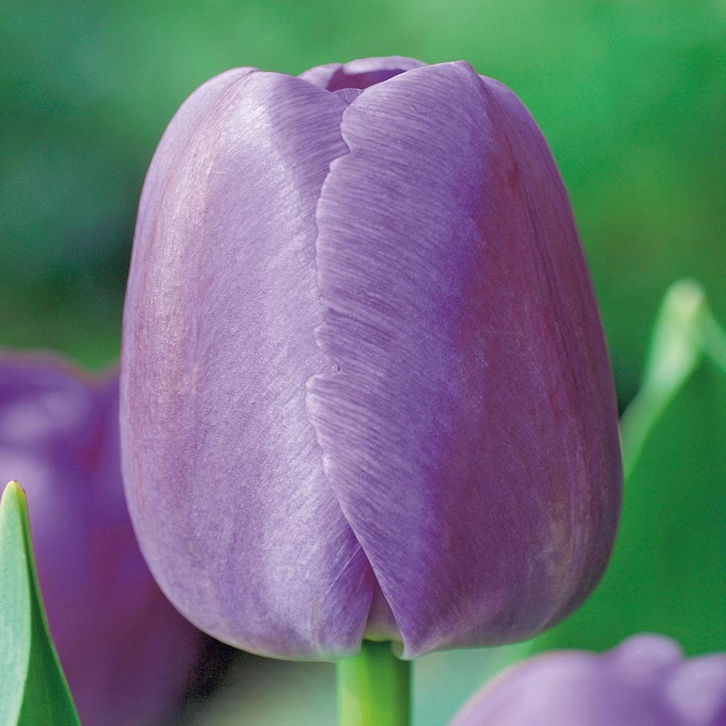 Tulipes Bulbes de fleurs Bulbes de tulipes Tulipa Tulips Image du produit 