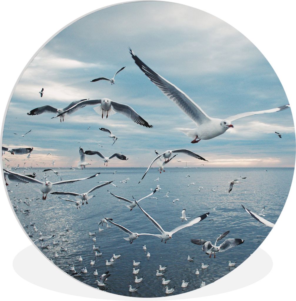 MuchoWow Rundes Wandbild - Runde Bilder Vogel - Meer - Schwarm Ø 60 cm Kreis Wanddekoration Kunststoff - Wandkreis - Wandschmuck - Wand Kreis - ...