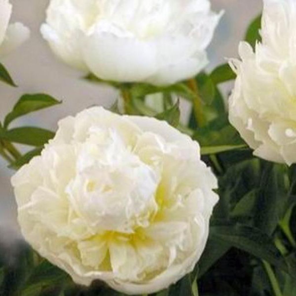 Pfingstrose  - Paeonia 'Duchesse De Nemours'  | im Produktbild 