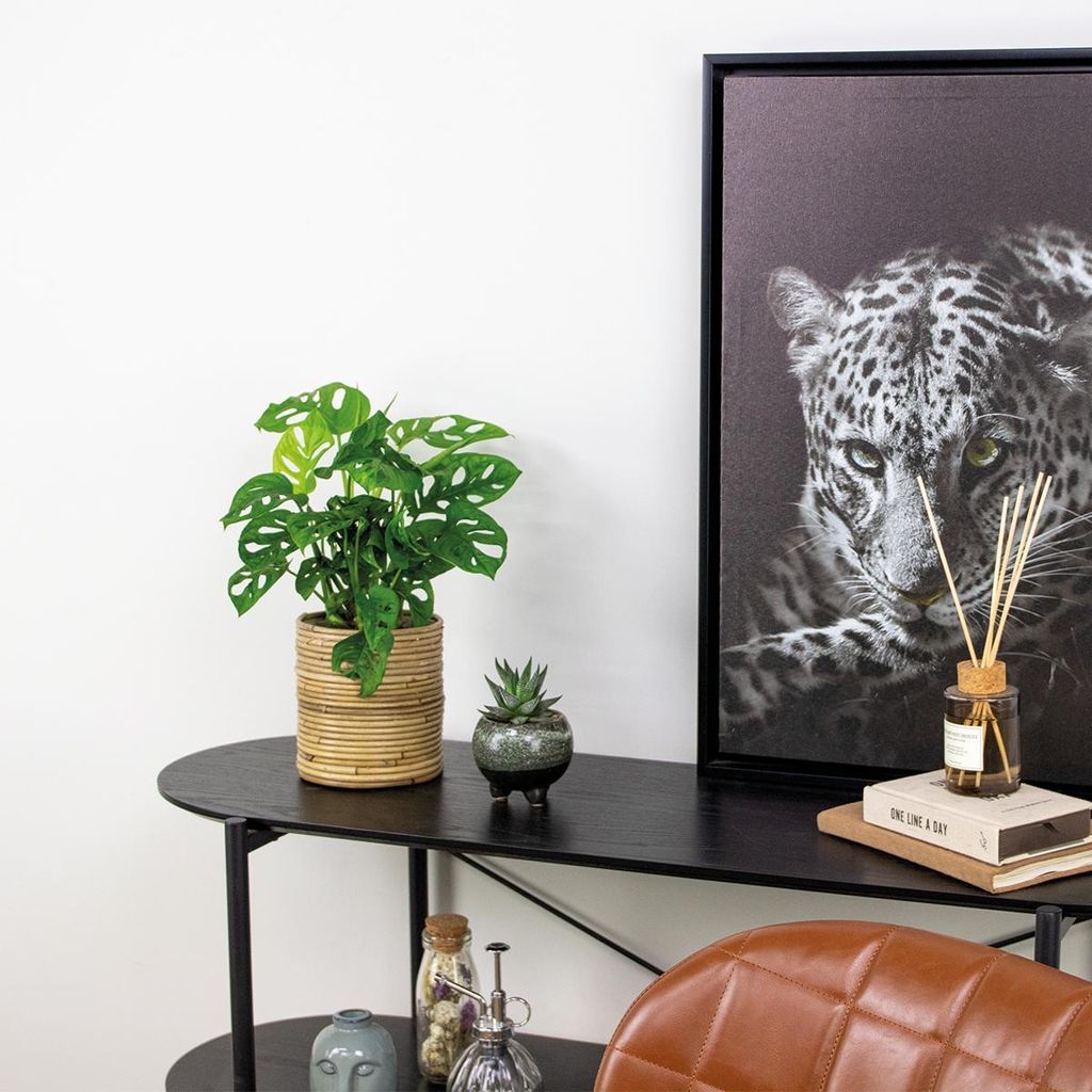 Monstera adansonii - Monkey Leaf - Fensterblatt -