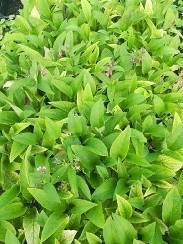 6 x Symphytum rubrum - Beinwell - Topf 9 x 9 cm