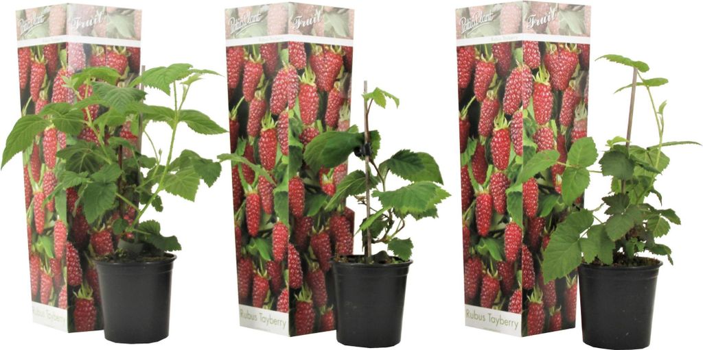 Three potted raspberry plants are displayed in front of their packaging.