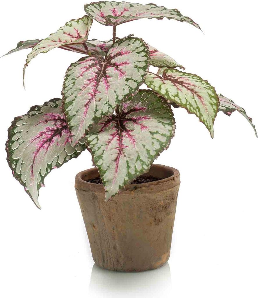 artplants.de Kunstpflanze Blattbegonie Meira im Terracottatopf, grün-rosa, 25cm - Deko Buntnessel