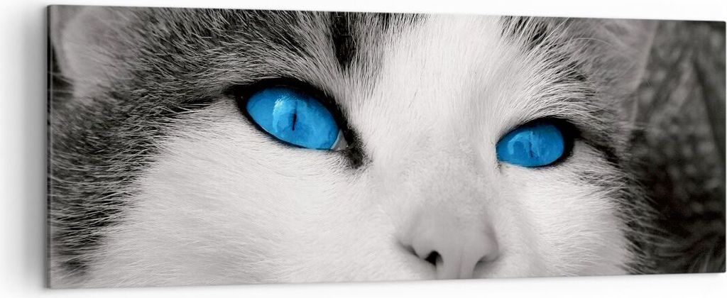 Bild auf Leinwand - Leinwandbild - Katze Tiere blaue Augen - 140x50cm - Wand Bild - Wanddeko - Leinwanddruck - Bilder - Kunstdruck - Wanddekoration...