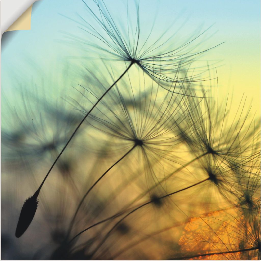 ARTland Wandbild, selbstklebend Goldener Sonnenuntergang und Pusteblumen Größe: 40x40 cm
