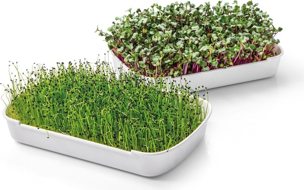 Anbauset für Microgreens SENSE