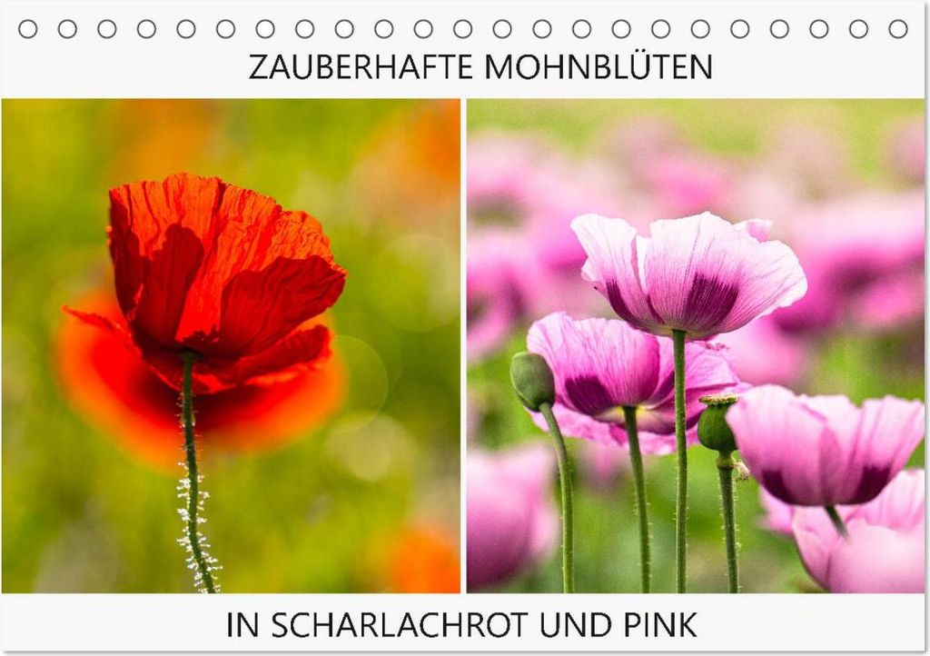 ZAUBERHAFTE MOHNBLÜTEN IN SCHARLACHROT UND PINK (Tischkalender 2026 DIN A5 quer), CALVENDO Monatskalender