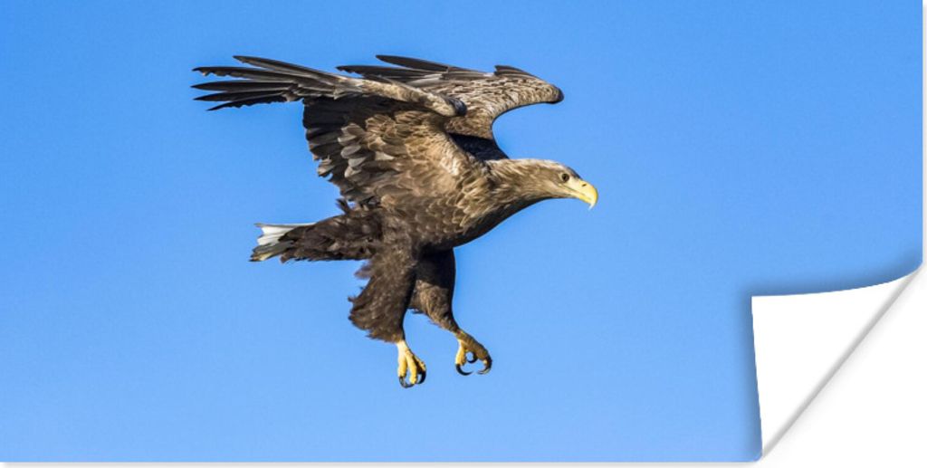 MuchoWow Poster Europäischer Seeadler am blauen Himmel 40x20 cm - Poster für die Wand - Poster Schlafzimmer