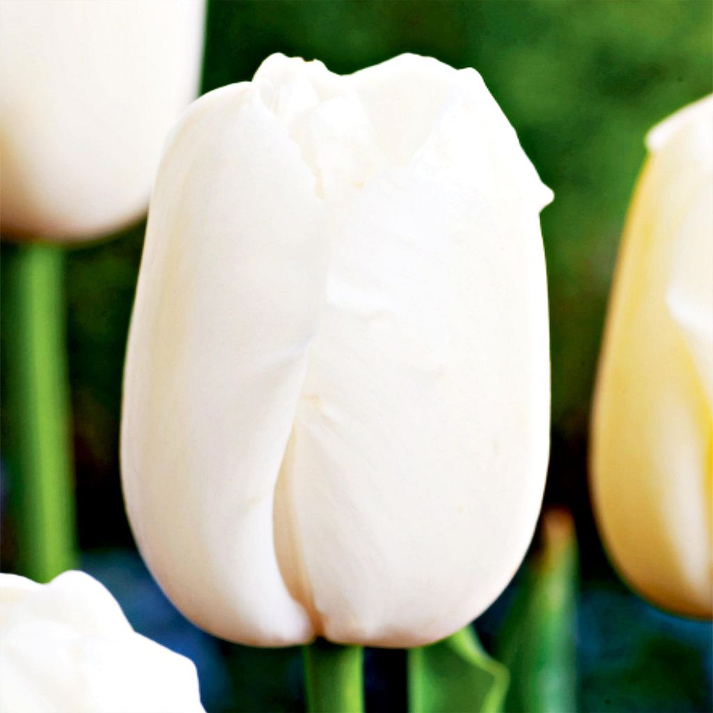 Tulipan Gigantyczny een 5 szt. Tulipany Cebulki Tulipanów Zdjęcie produktu 