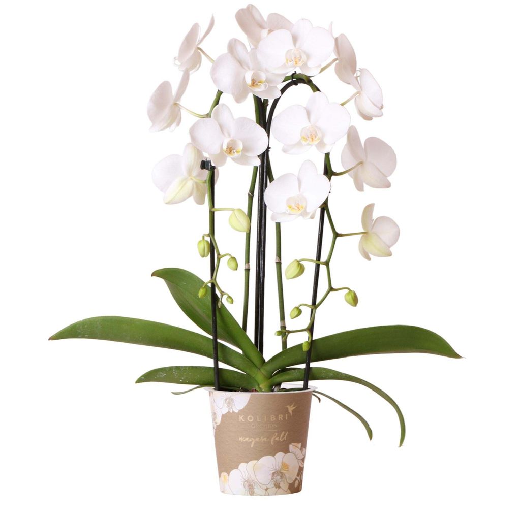 Hummingbird Orchids - White Phalaenopsis Orchid - Niagara Zdjęcie produktu 