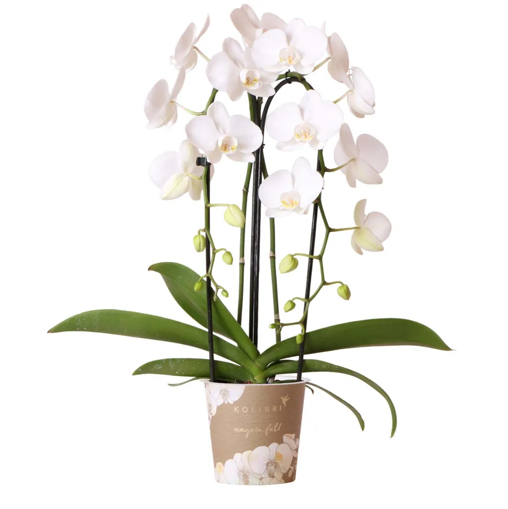 Orchidée Phalaenopsis Blanche Facile : Chute du Niagara Pot 12cm Durable