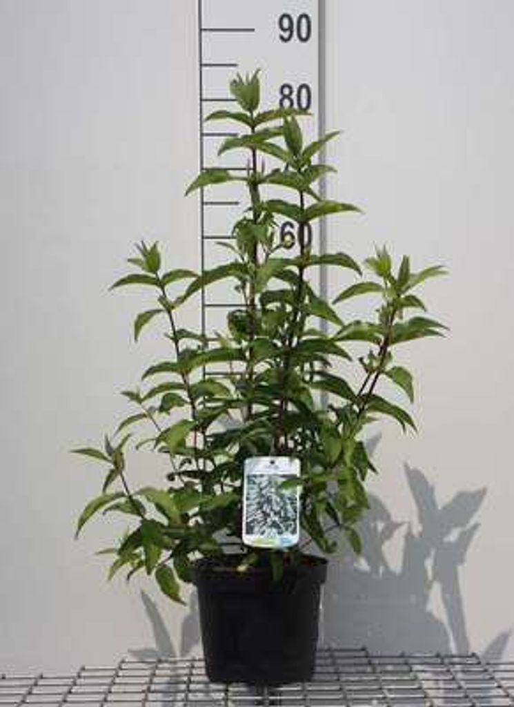 Deutzia cren. 'Pride of Rochester' - Sternchenstrauch 60- 80 cm Container