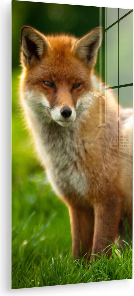 MuchoWow Glasbilder - Bilder auf Wandbild - Foto auf Glas Fuchs - Licht - Gras 40x80 cm Wanddekoration aus Glas - Acrylglasbild - Acrylbilder - Wan...