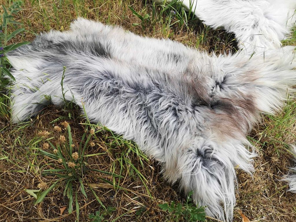 SCHWEDISCHE ÖKO SCHNUCKEN FELL LAMMFELL SCHAFFELL LANGE WOLLE NATUR NEU M - XXL 130-140 cm x 70-90 cm