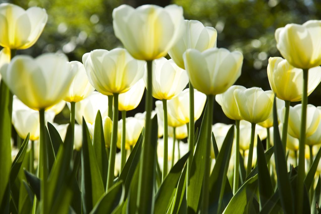 Fototapete - White Tulips 375x250cm - Vliestapete Produktbild 