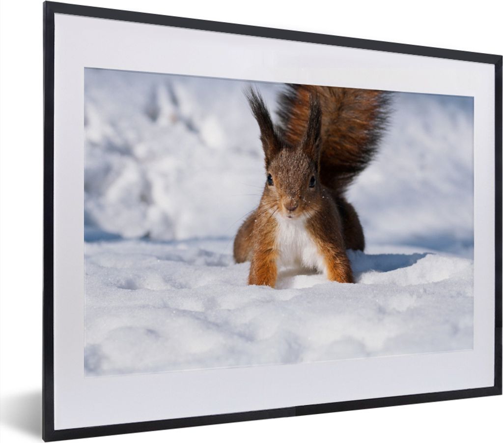 MuchoWow MuchoWow Gerahmtes Poster Eichhörnchen - Nagetier - Schnee - Winter 40x30 cm - Poster mit zchwarzem Bilderrahmen - Bilderrahmen - Pos...