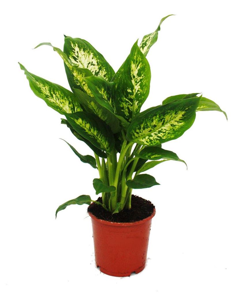 Exotenherz – Dieffenbachia „Compacta“ – 1 Pflanze – Produktbild 