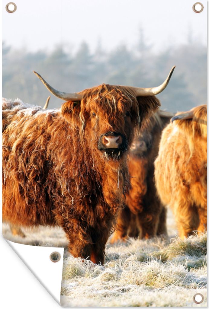 MuchoWow 80x120 cm Outdoor-Poster Gartendeko Sichtschutz Garten Poster für den Garten Schottische Highlander - Schnee - Wald