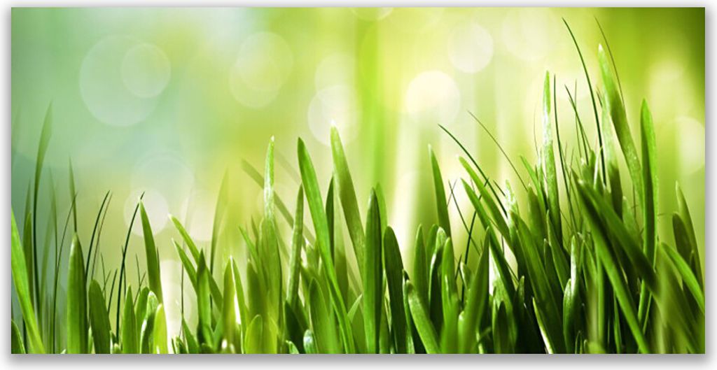 Küchenrückwand aus Glas 120x60cm Spritzschutz Gras Natur