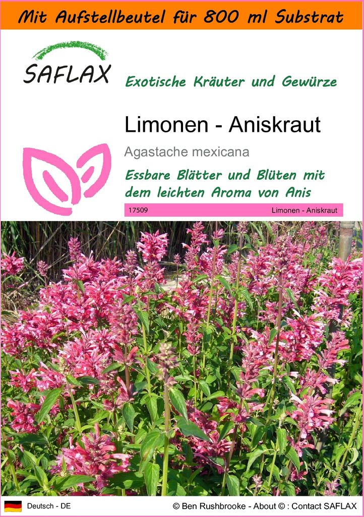 SAFLAX - Garden in the Bag - Kräuter - Limonen - Aniskraut - 50 Samen - Mit Anzuchtsubstrat im praktischen, selbst aufstellenden Beutel - Agastach...