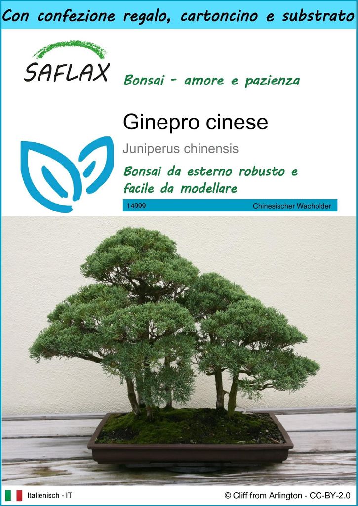 SAFLAX Set regalo - Ginepro cinese - 30 semi - Juniperus Immagine del prodotto 