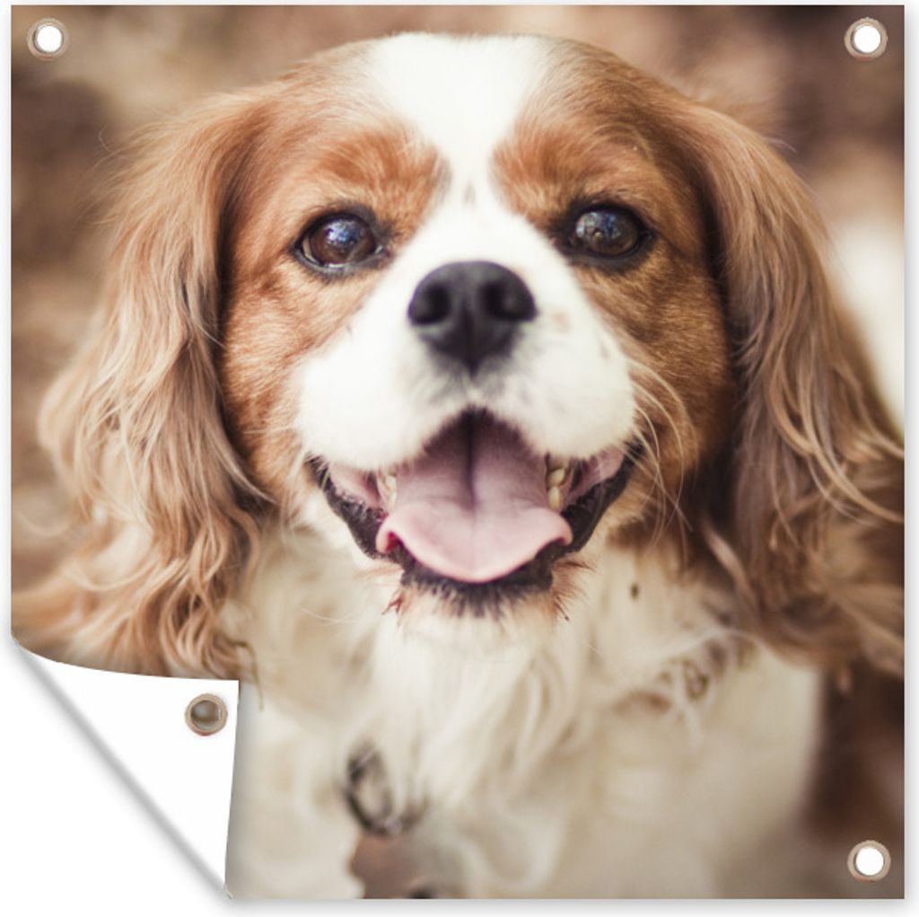 MuchoWow 50x50 cm Outdoor-Poster Gartendeko Sichtschutz Garten Poster für den Garten Cavalier King Charles Spaniel im Herbst