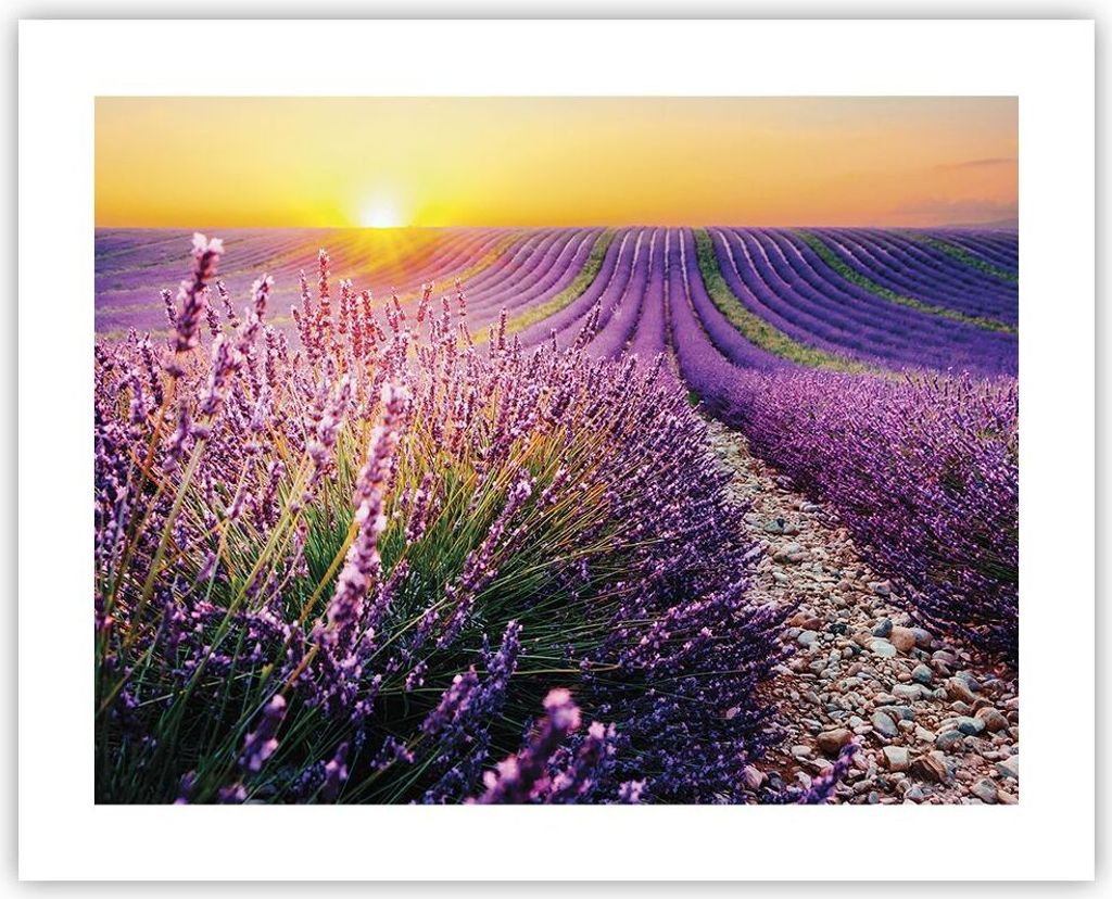 Poster - Poster ohne Rahmen - Feld Lavendel Sonne - 50x40 cm - Wand Bild - Wanddeko - Wandbilder - Kunstposter - Wandposter - Bilder - Kunstdruck -...