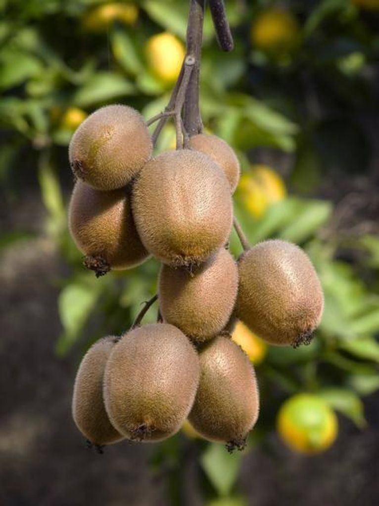 Kiwi Actinidia deliciosa Jenny – Ø13cm 45cm – Selbstbefruchtende Kletterpflanze – Winterhart & ertragreich