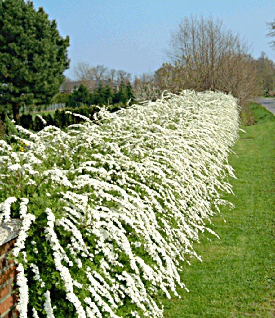 BALDUR Garten Weiße Rispen-Spiere Hecke 'Grefsheim', 1 Pflanze, Heckenpflanze, winterhart, robust und anspruchslos, blühend, Spiraea cinerea Gref...