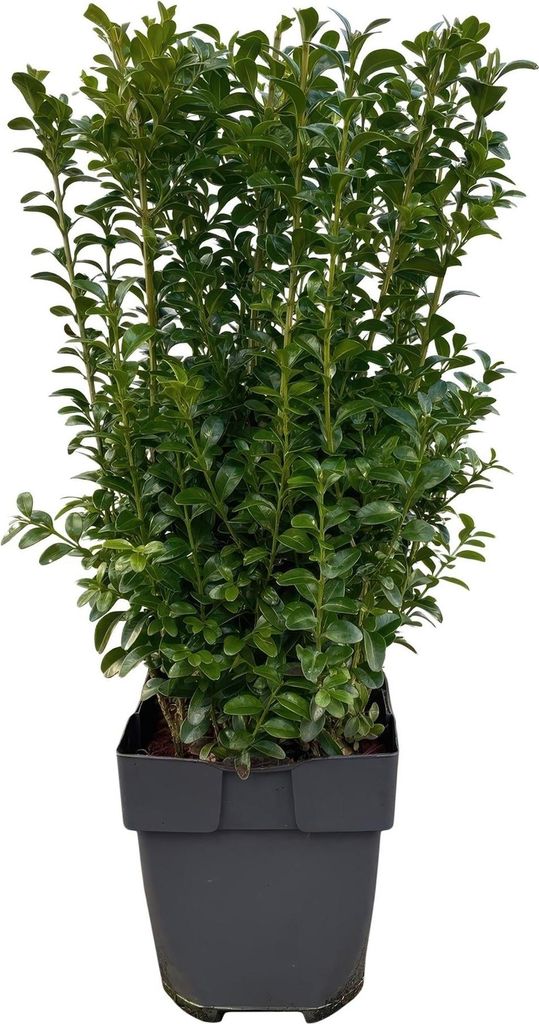 Buxus sempervirens 6 planten voor 1 laufenden Meter Productafbeelding 