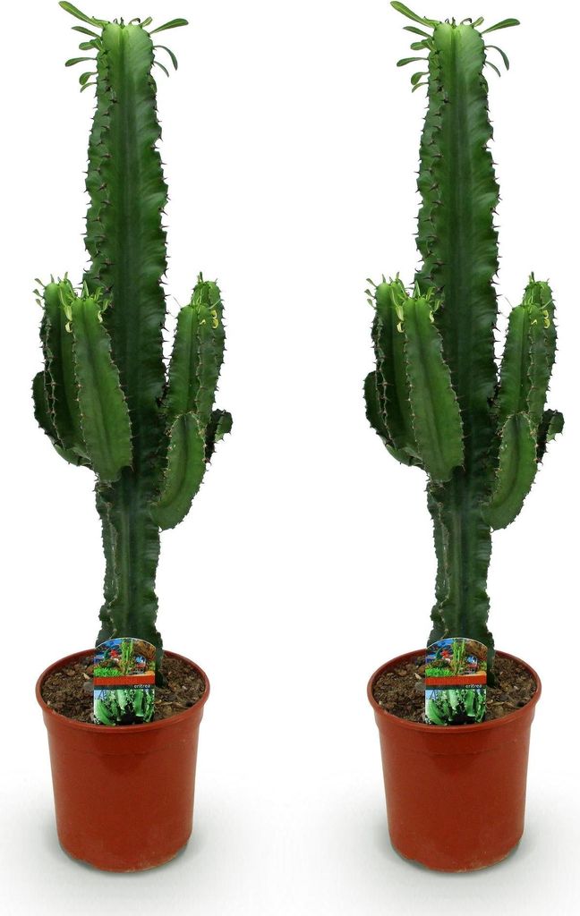 Kaktus mleczny Euphorbia eritrea - afrykanskie drzewo Zdjęcie produktu 