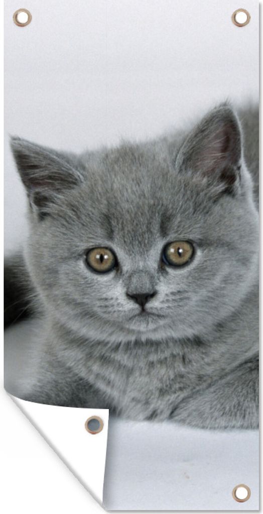 MuchoWow 80x160 cm Outdoor-Poster Gartendeko Sichtschutz Garten Poster für den Garten Anzeige eines wunderschönen Britisch-Kurzhaar-Kätzchens