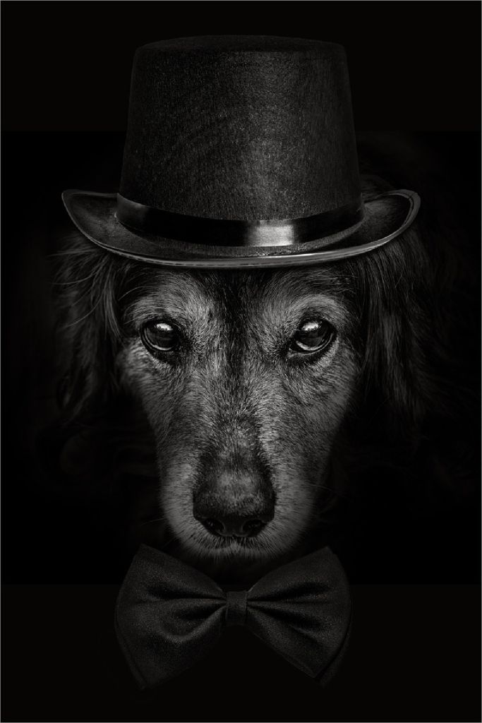 Wallario Poster - Eleganter Hund mit Zylinder in schwarz-weiß, Kunstdruck Größe: 100 x 150 cm
