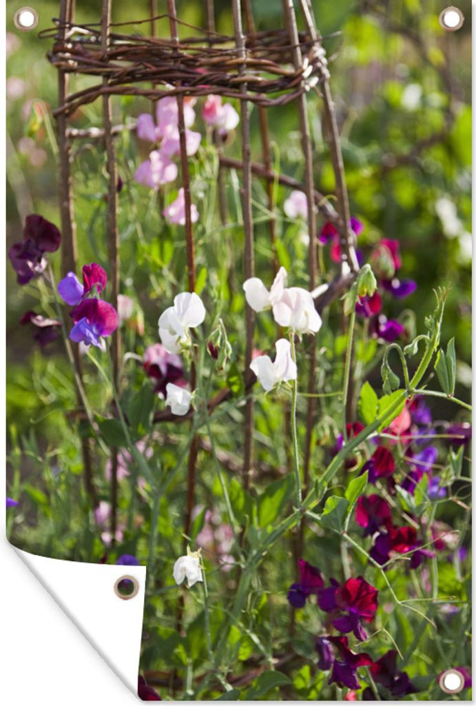 MuchoWow 60x90 cm Outdoor-Poster Gartendeko Sichtschutz Garten Poster für den Garten Lathyrus-Blüten auf Weidenzweigen